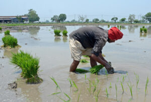 हरियाणा किसानों को पानी बचाने के लिए पादी-गेहूं-चावल के चक्र से बाहर निकालने की दिशा में कदम बढ़ा रहा है।